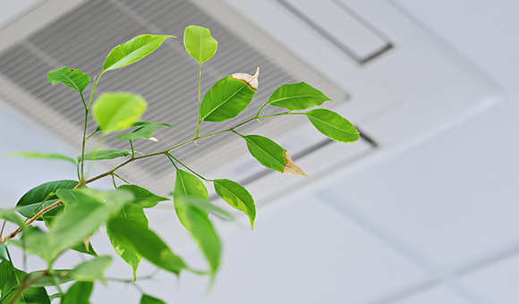a plant in the foreground with a ceiling ventilation system in the background